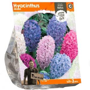 Baltus Hyacinthus Mixed bloembollen per 3 stuks